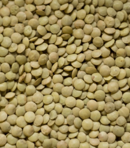 Linte verde Laird en gros